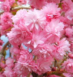 Cherry Blossom in Inverness Scotland