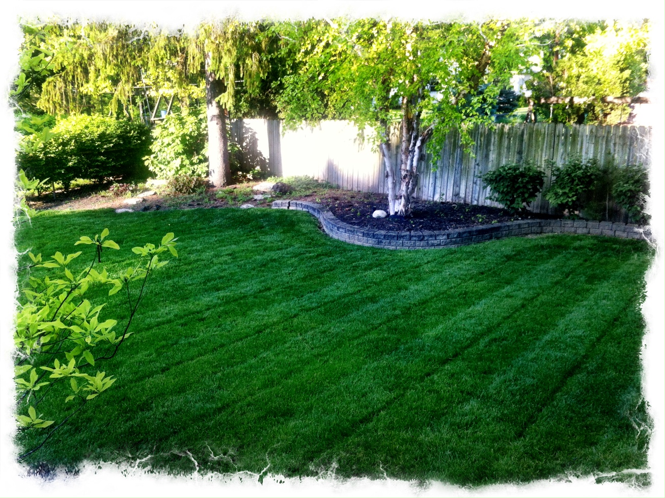 Double cut 2025 lawn