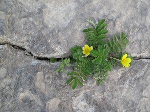 4658782610_38a42c9037_z