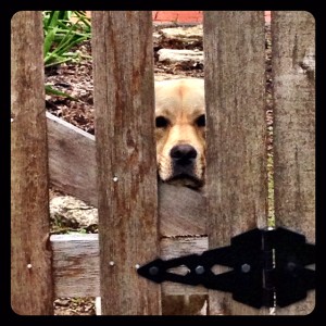 Callie in fence