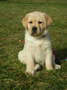 Callie in yard