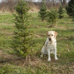 Callie and small tree