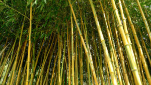 5687574823_144964323e_z