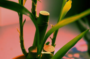 93154091_25acc38024_z